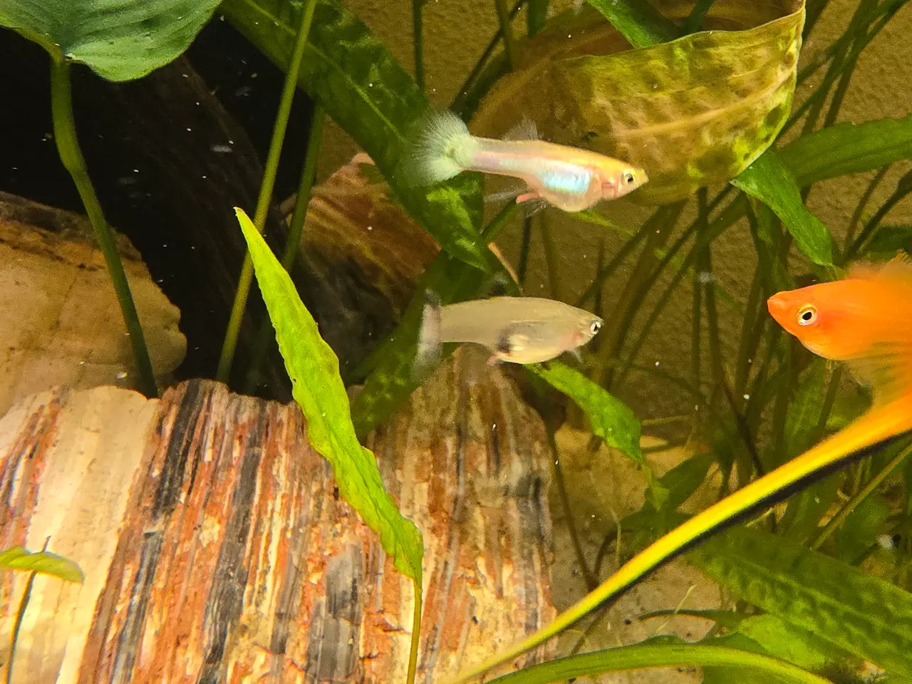 Billede 1 - BILLIG GUPPY MIX
