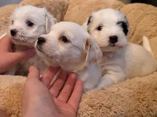 Jacktese hvalpe ( Jack Russel+ Maltiser/Bichon)