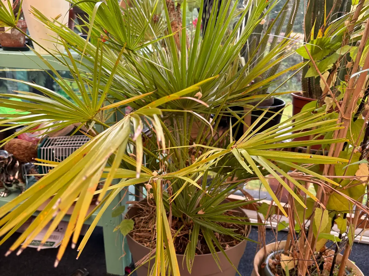 Billede 1 - Palme - dværgpalme