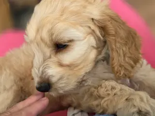 Cockerpoo  - 2