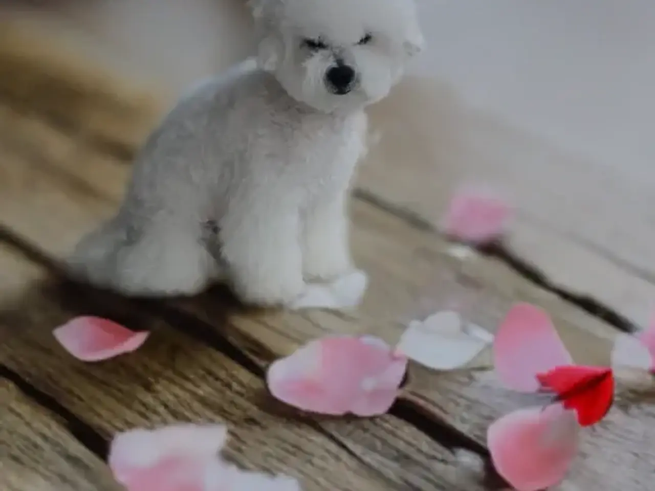 Billede 8 - Bichon Frise allergivenlige hvalpe