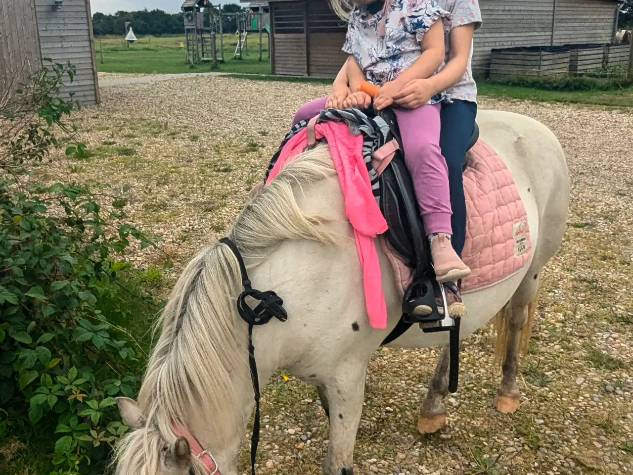 Billede 10 - Knabstrupperpony til ridning eller avl