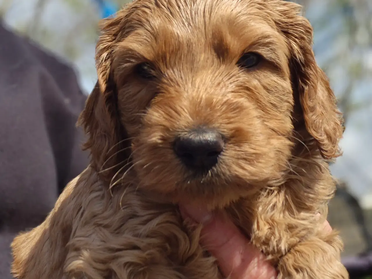 Billede 9 - Goldendoodle hvalpe - 14-21 kg