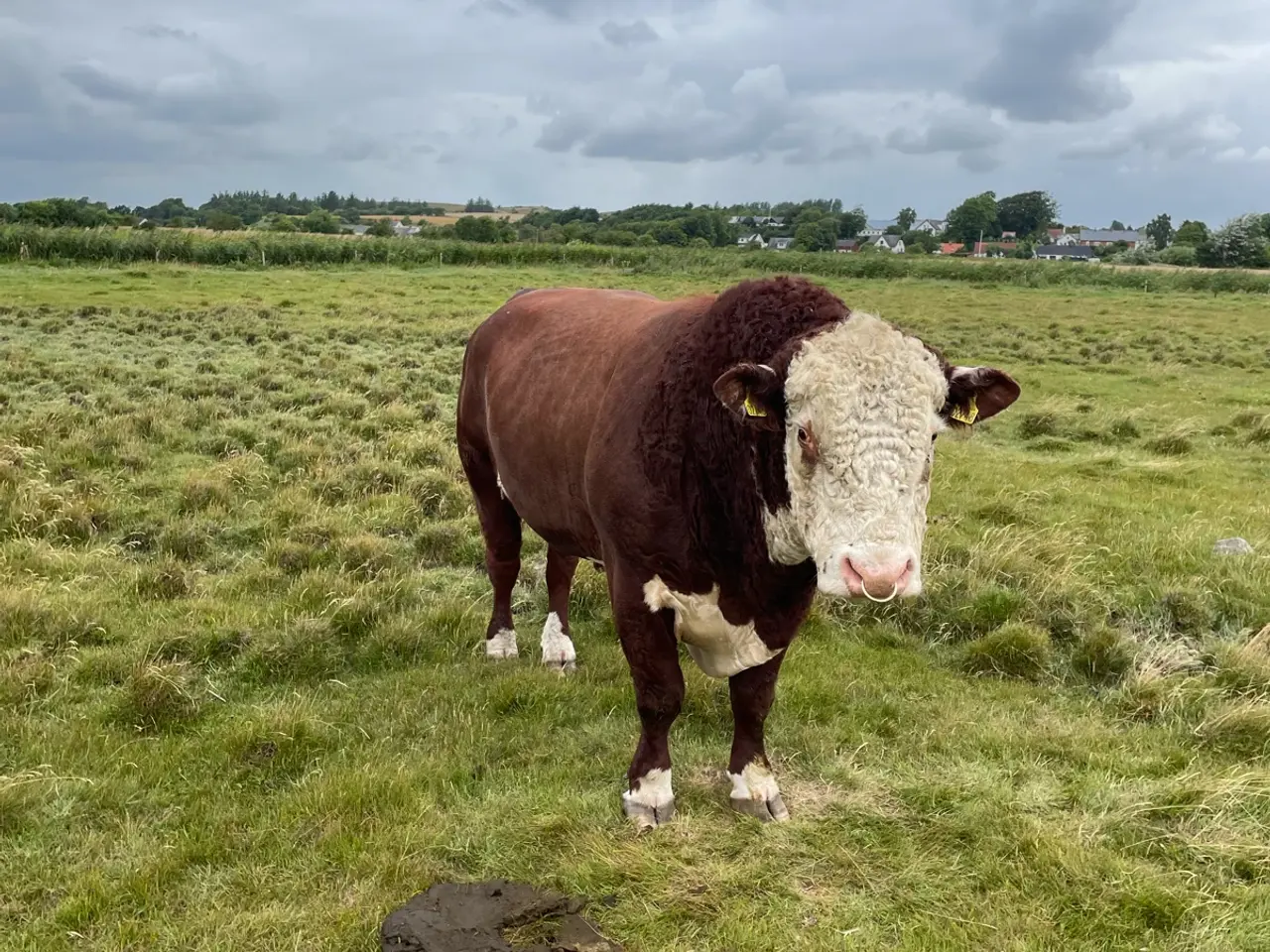 Billede 2 - Hereford-tyr med stamtavle