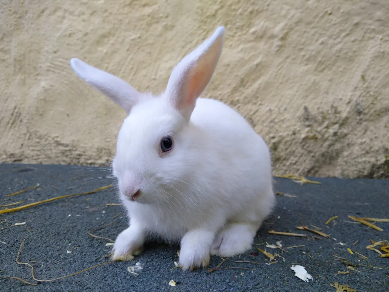 Billede 3 - Mini Lop hun unger