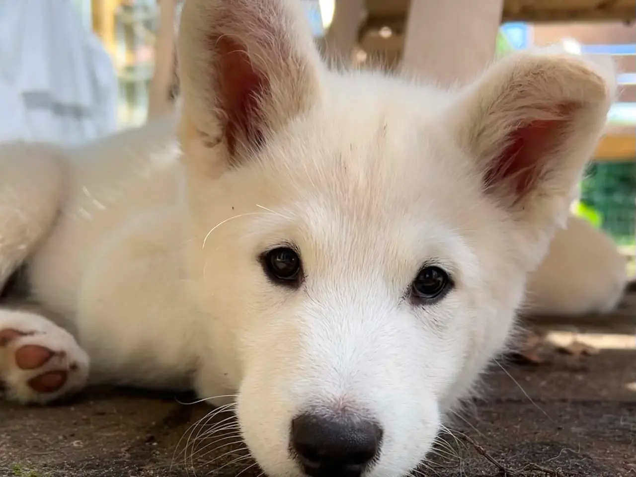 Billede 2 - Siberian husky og samojede hvalpe sælges