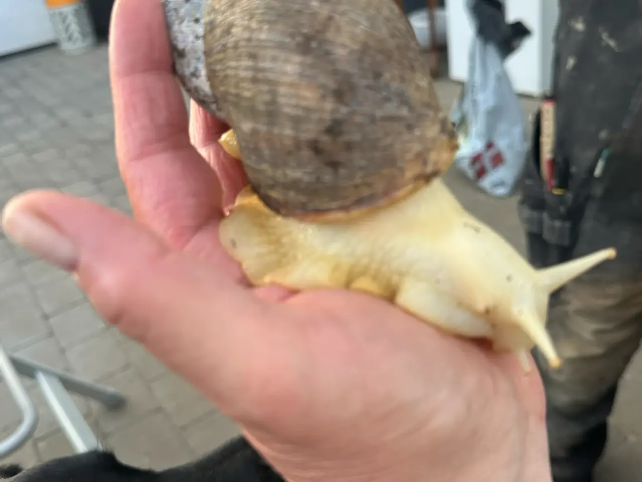 Billede 4 - Store albino Congosnegle 