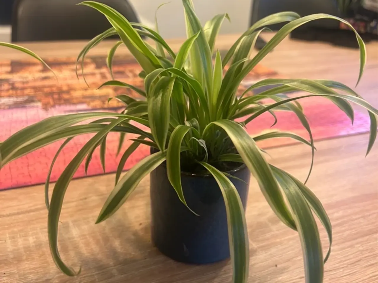Billede 1 - Fine planter/væddeløbere 