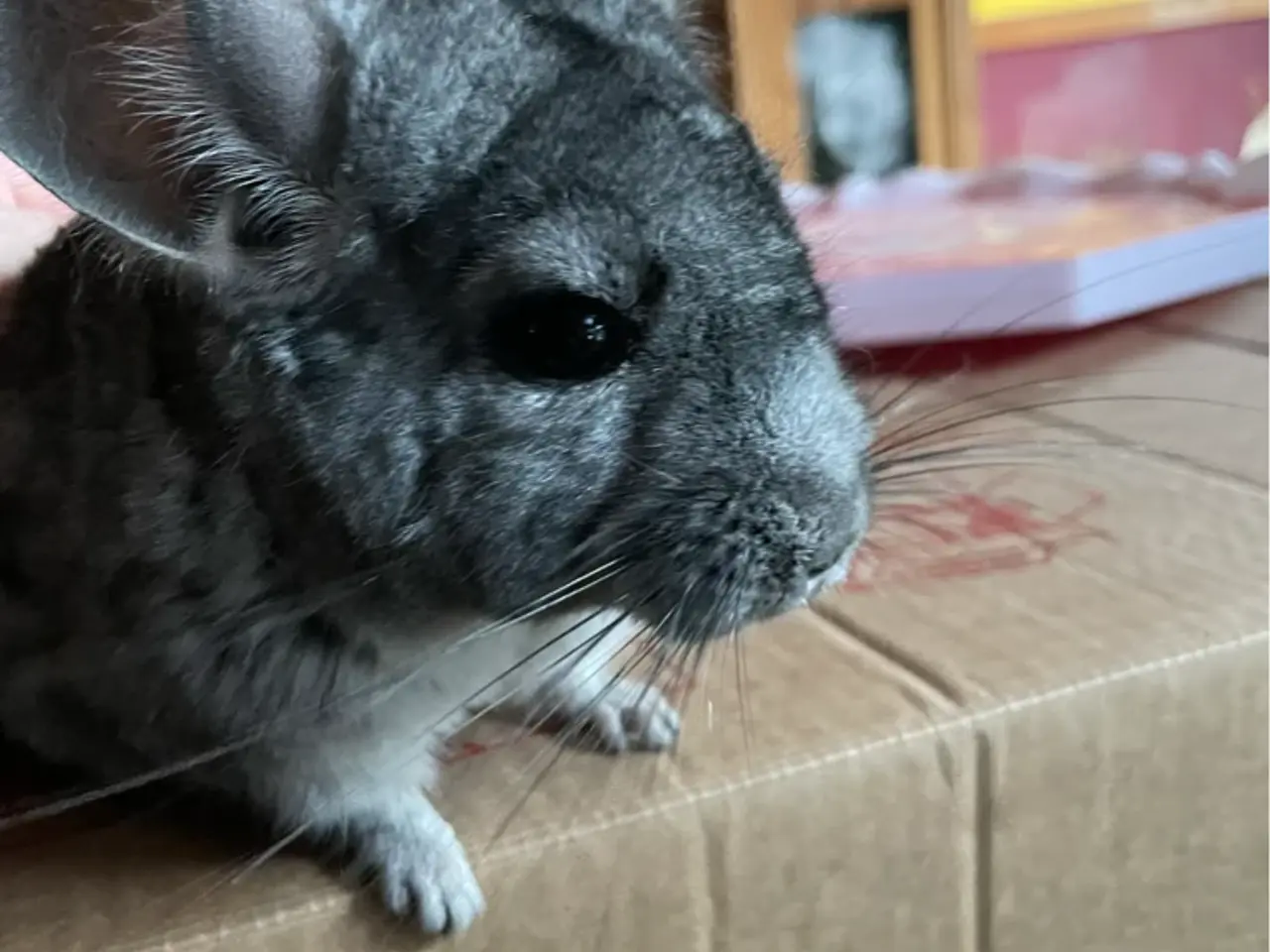 Billede 3 - Søde chinchilla sælges