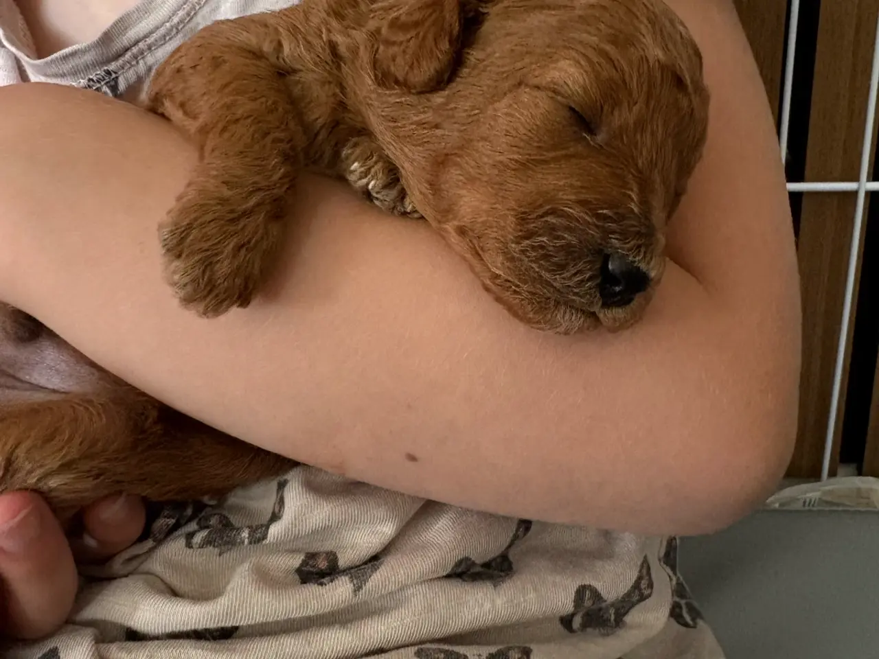 Billede 1 - Maltipoo. Røde uldtotter søger deres ev