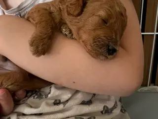 Maltipoo. Røde uldtotter søger deres ev