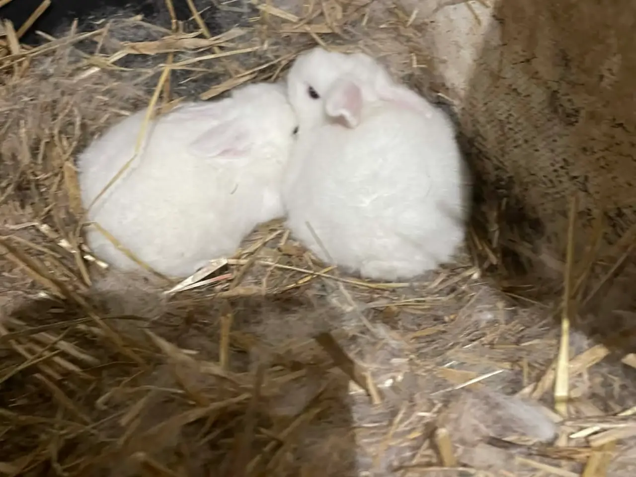 Billede 4 - 🐰 Dværgvædder Kaninunger til salg 🐰  