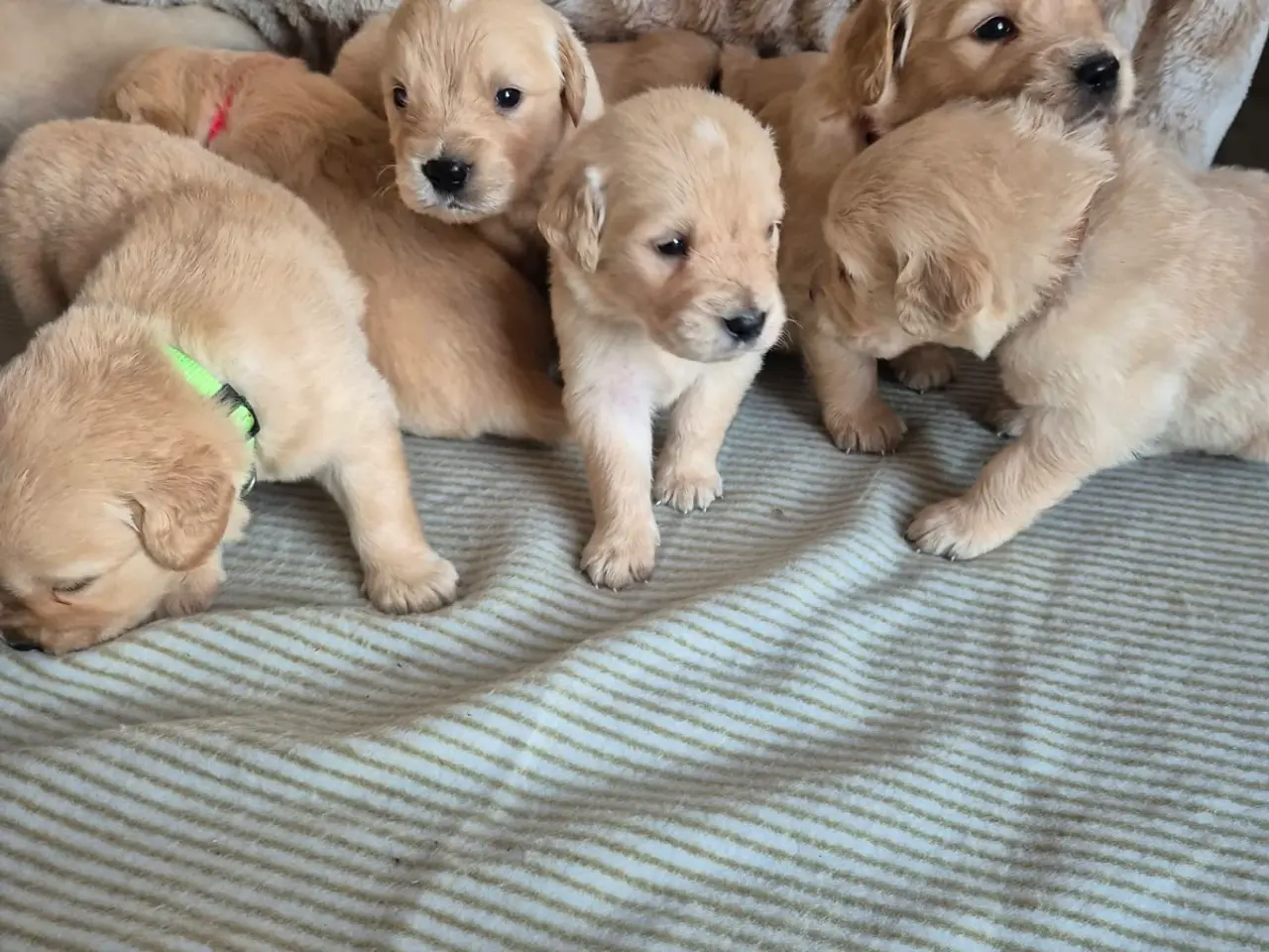 Billede 3 - Kun 4 skønne Golden Retriever hanner tilbage søger