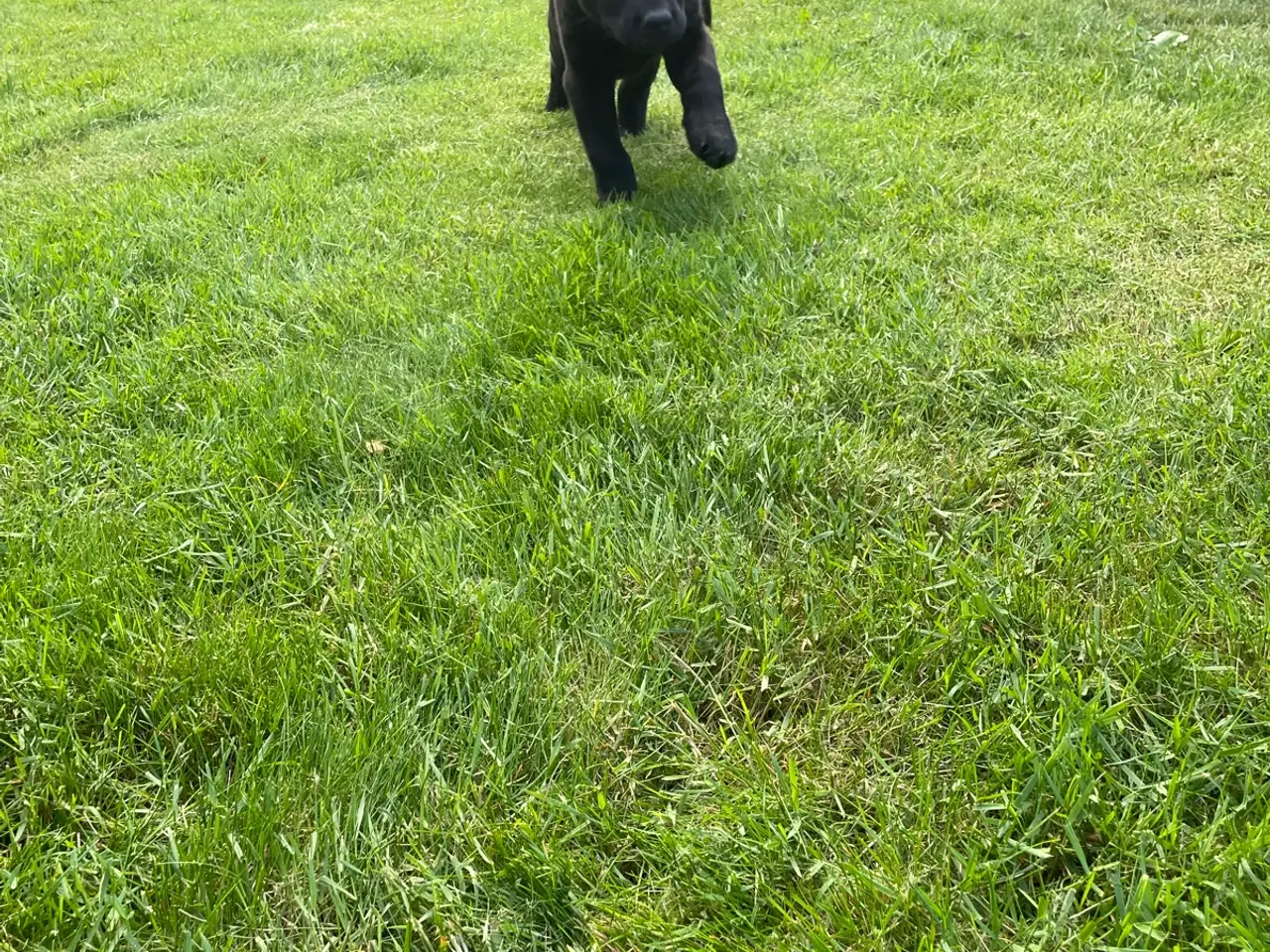 Billede 7 - Labrador hvalpe