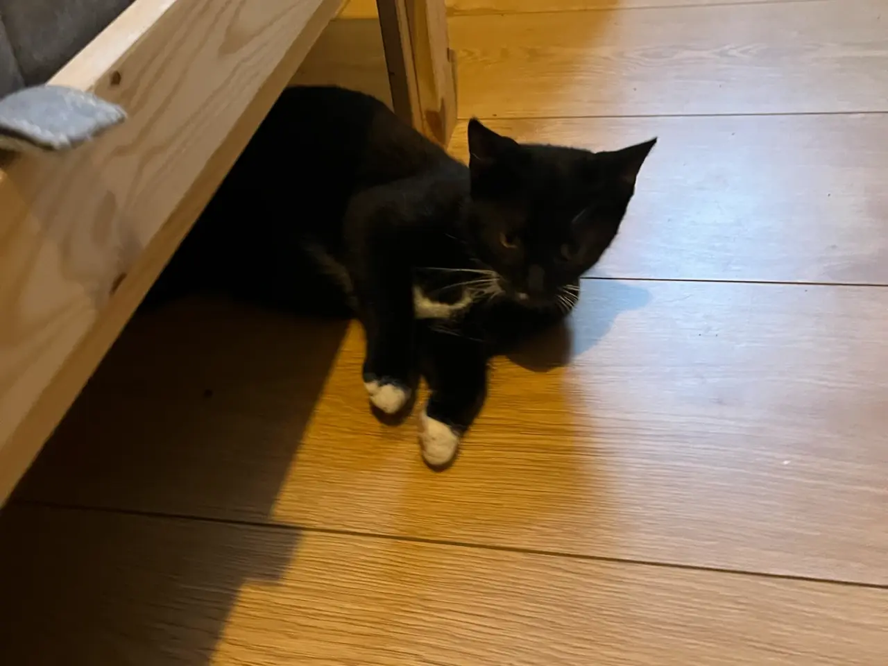 Billede 7 - Sort of hvid kat 