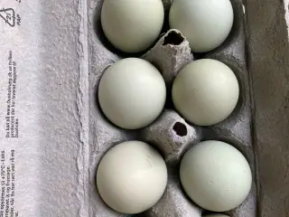 Cream Legbar rugeæg