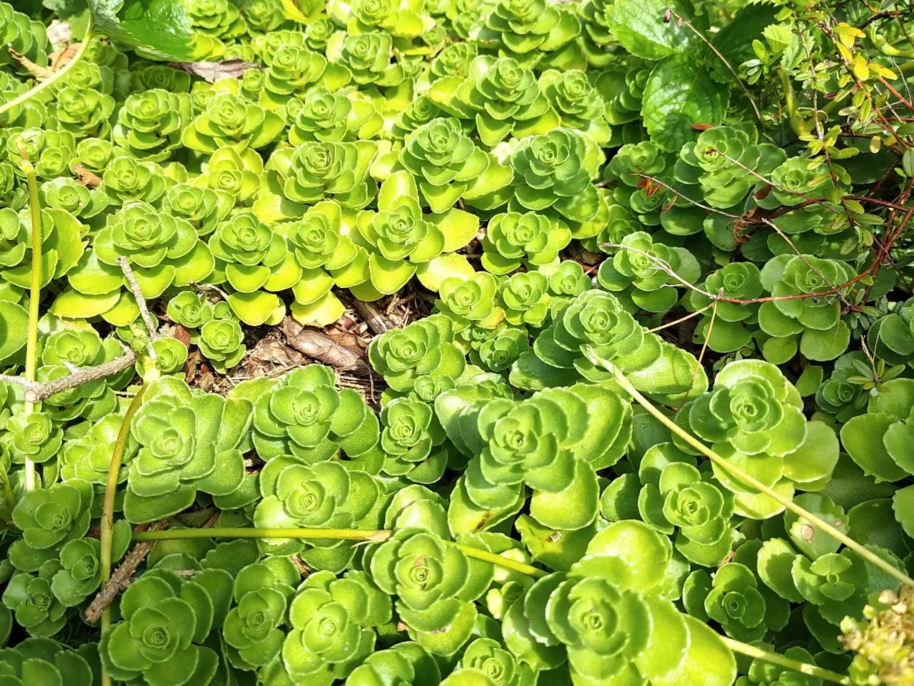 Billede 7 - Stenurt (Sedum spurium 'Album') i potte