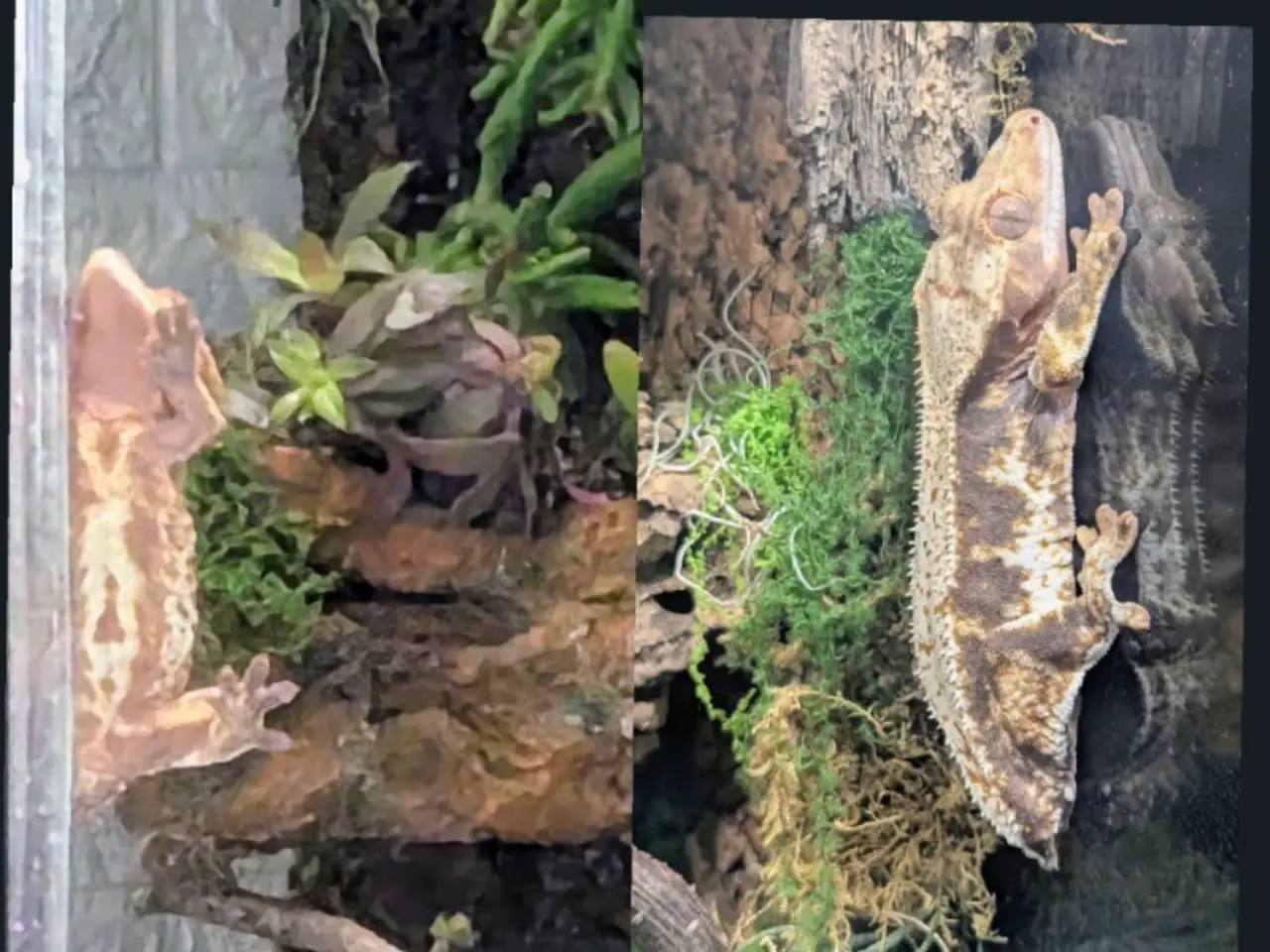 Billede 18 - Kronegekko par. 🦎🦎