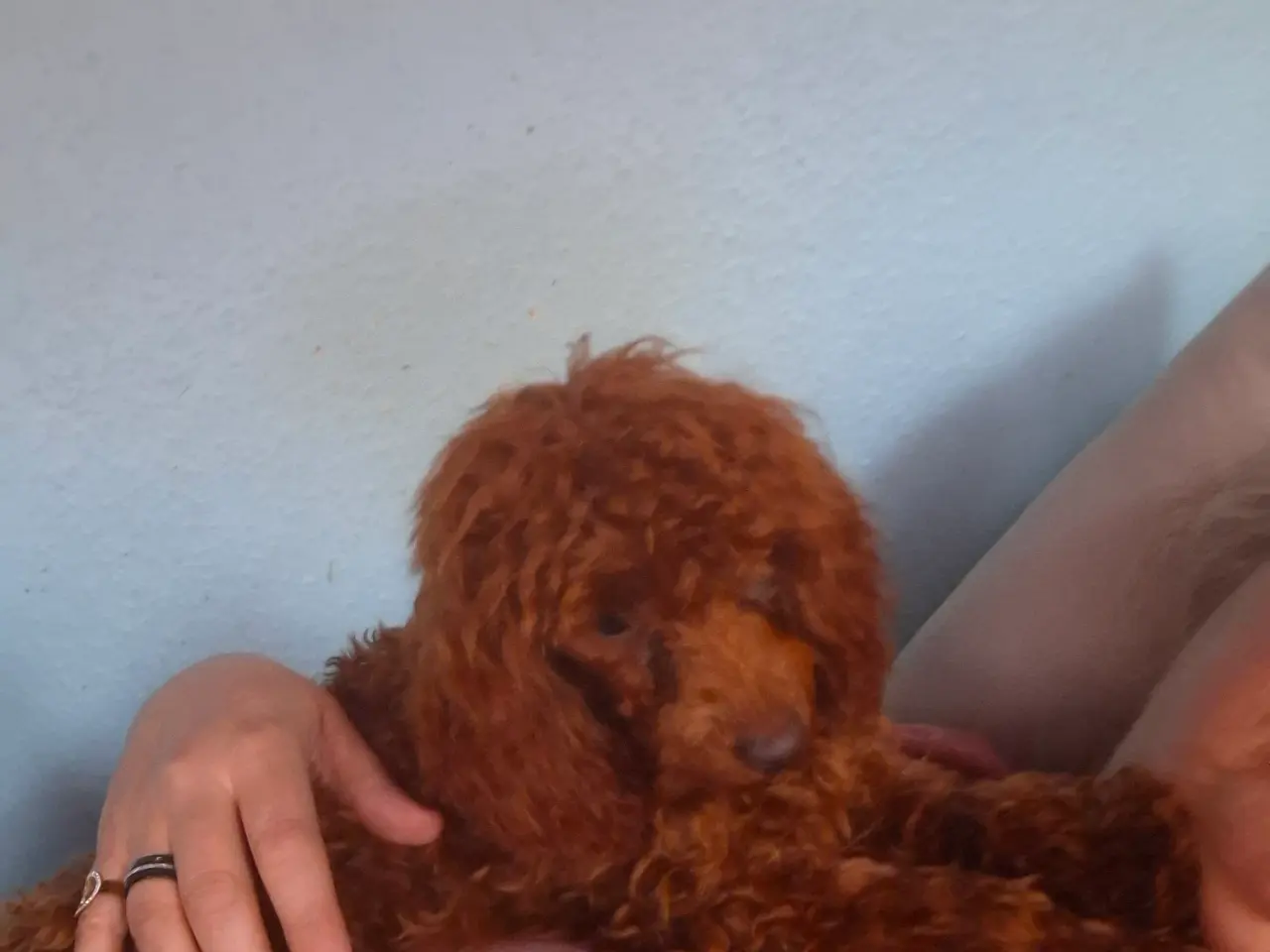 Billede 6 - Dværg hanhunde til paring på vores adresse 