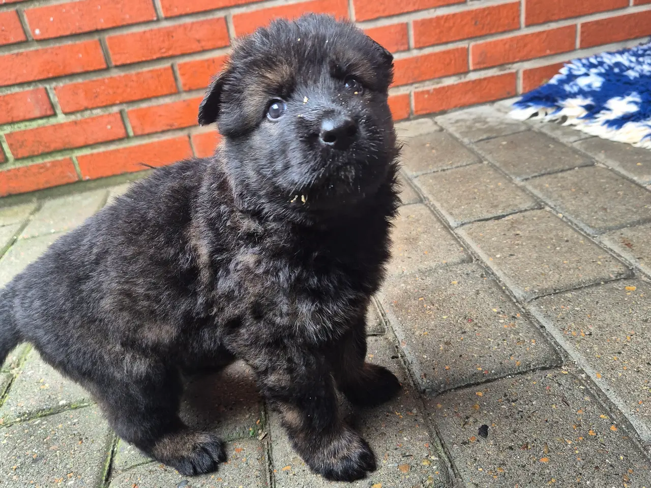 Billede 7 - Langstokhåret Schæfer