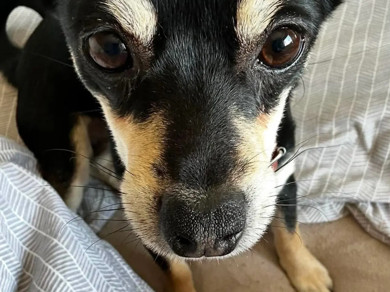 Billede 4 - Søde Ellie søger nyt hjem 🐾