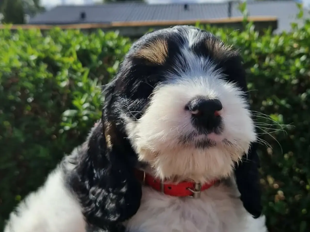 Billede 6 - Cockerpoo ( 75% Cocker Spaniel 25% Puddel)