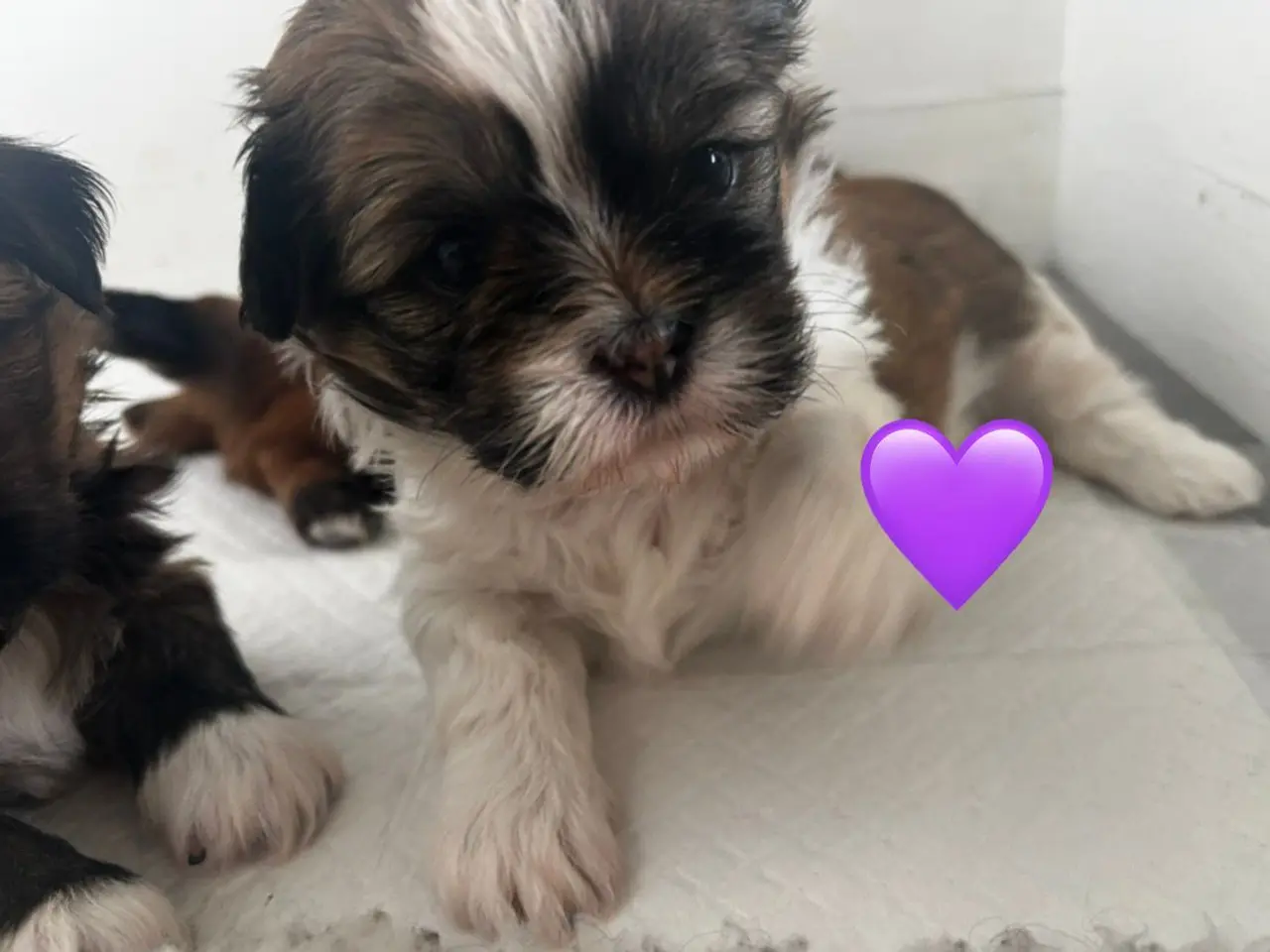Billede 5 - Shih Tzu og Lhasa Apso - 2 tæver