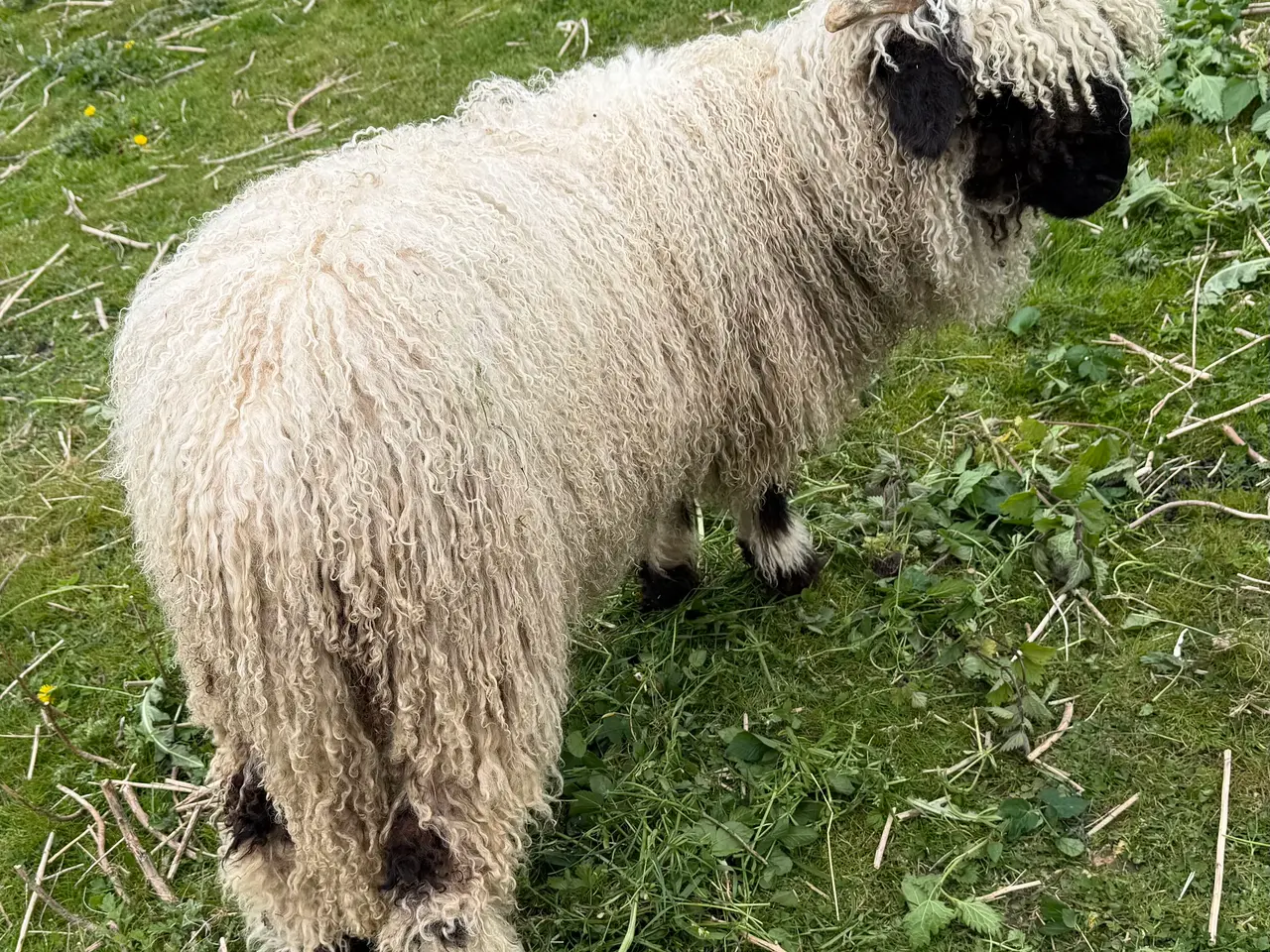 Billede 5 - Gimmer 7 mdr. Valais Blacknose