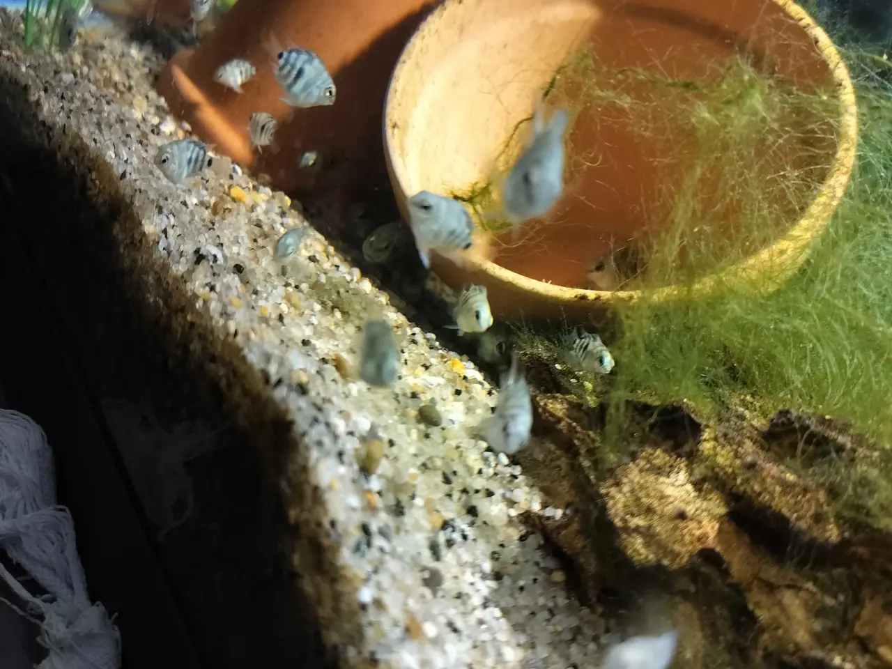 Billede 3 - Blue polar Papegøjecichilde 25 kroner 2 cm
