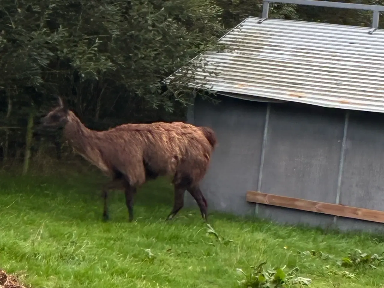Billede 2 - Lama hoppe 