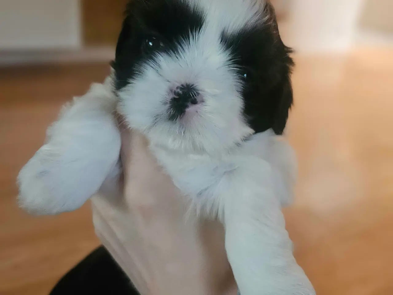 Billede 2 - De skønneste Shih Tzu hvalpe sælges.
