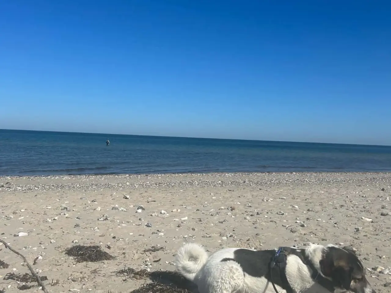 Billede 4 - Skønne Safi søger nyt hjem 🐶