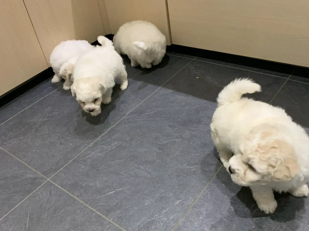 Billede 9 - Bichon Frise