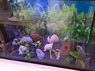 Akvarium fisk  og  alt tilbehør 