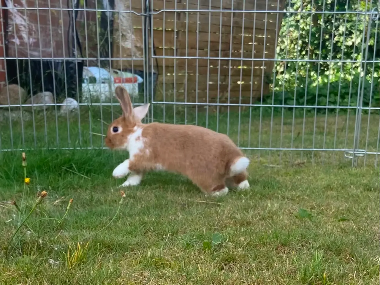 Billede 4 - Smuk lille pige kanin🥕