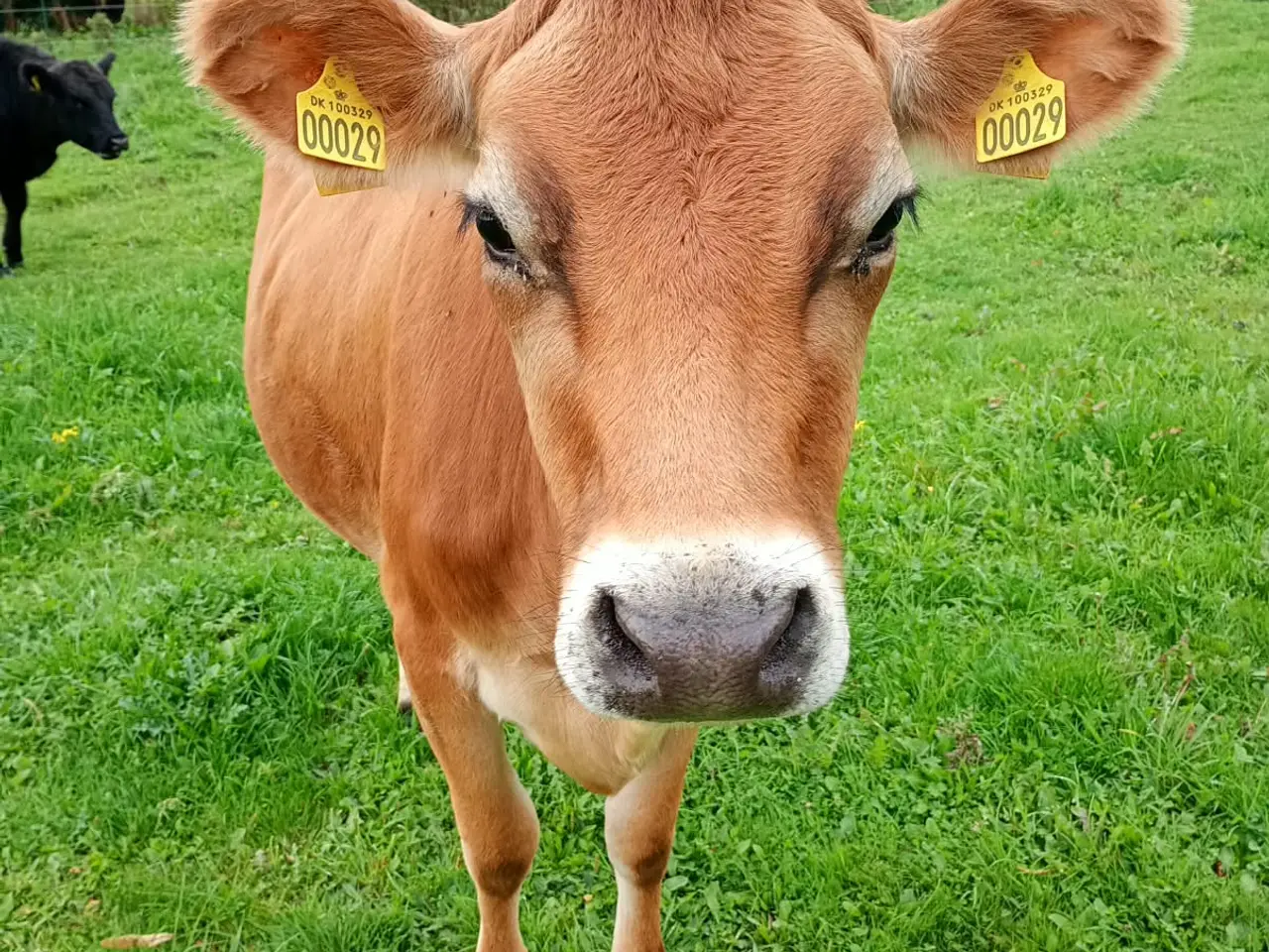 Billede 5 - Skøn Jersey ko og kvie