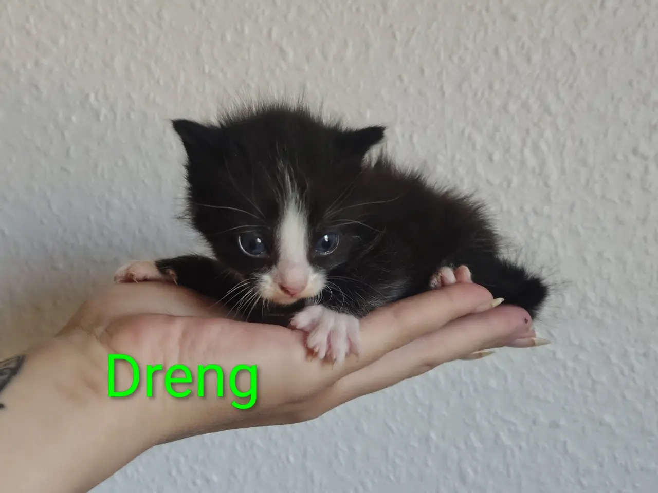 Billede 6 - 🌸Smukke killinger kan reserveres🌸
