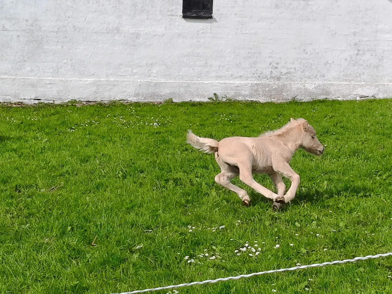 Billede 9 - Smuk palomino hingst