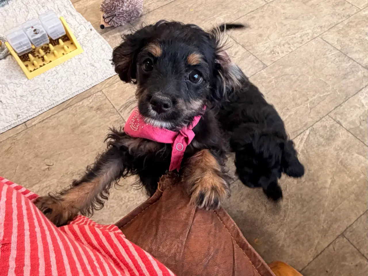 Billede 2 - Små virkelig fine mini Cavapoo babyer