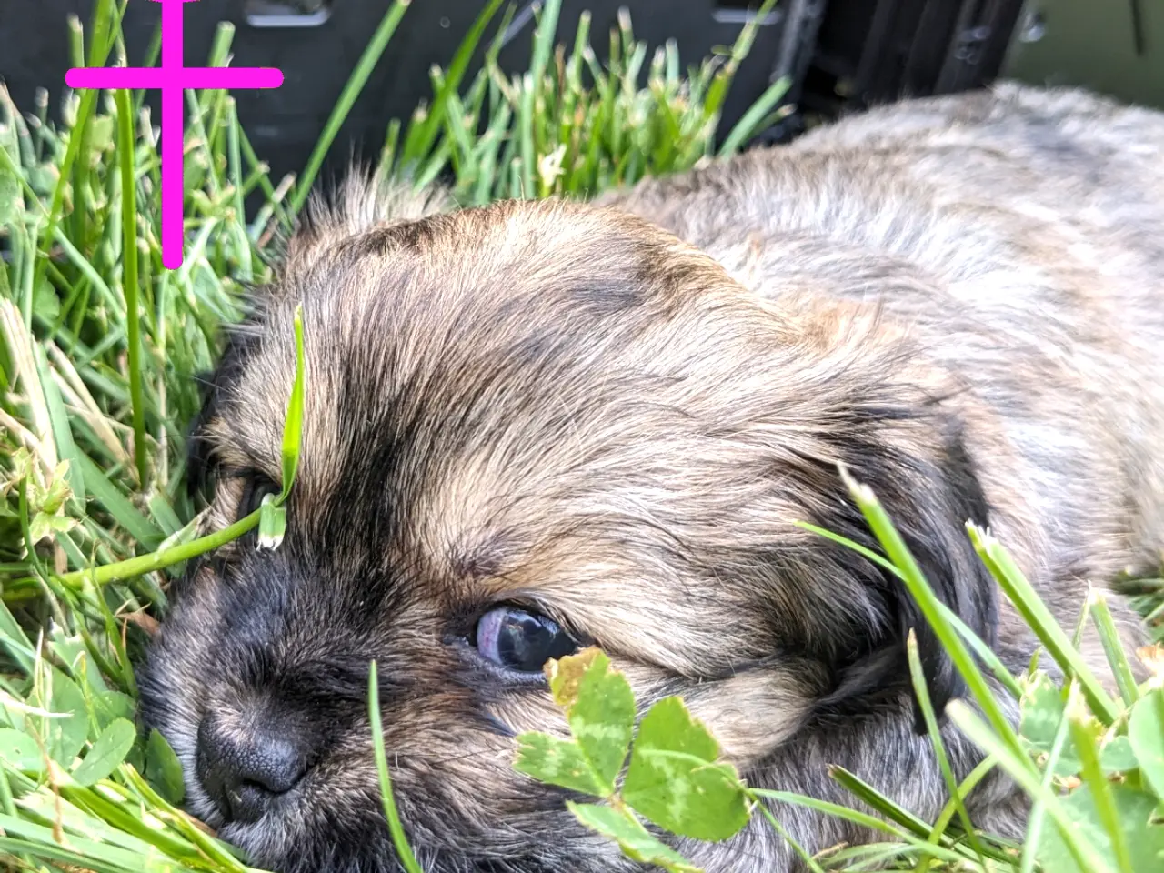 Billede 8 - 2 blandingshvalpe tilbage, klar i dag, lille hund