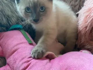 Blå masket siameser/ragdoll han killing / chippet - 5