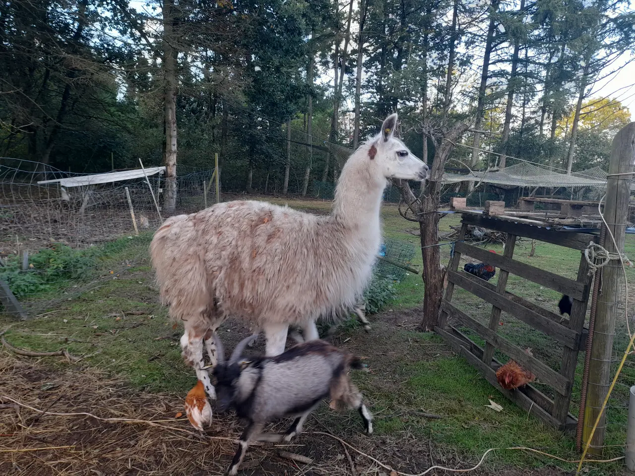 Billede 1 - stor rolig lama hingst