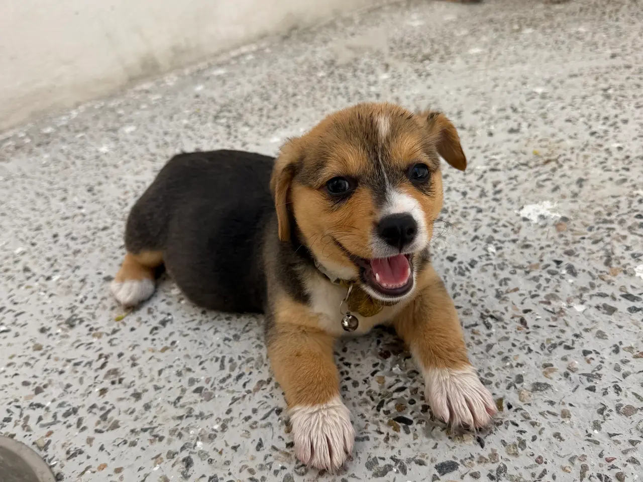 Billede 8 - Corgi Pembroke hundehvalpe