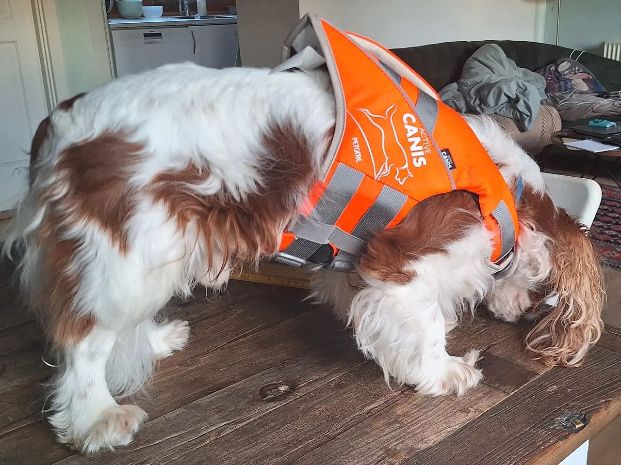 Billede 1 - Redningsvest til hunde