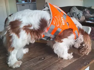 Redningsvest til hunde