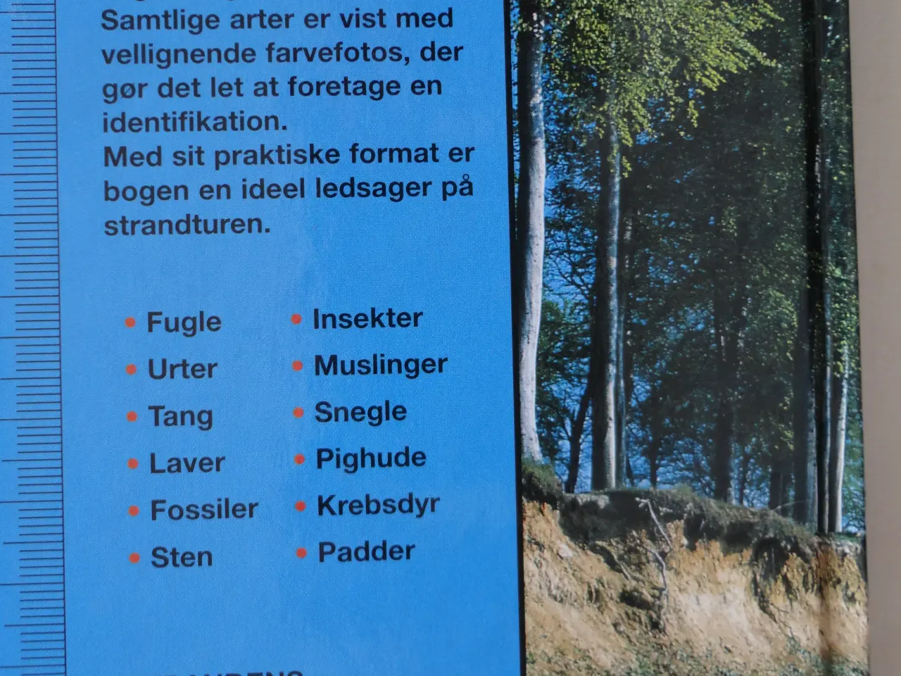 Billede 4 - Strandens Dyr og Planter :