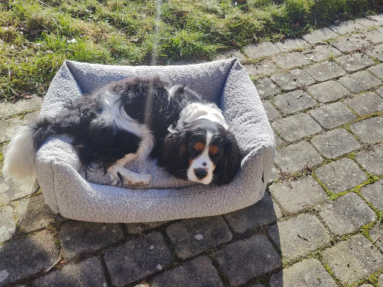 Billede 5 - Norddog hundekurv / hundeseng