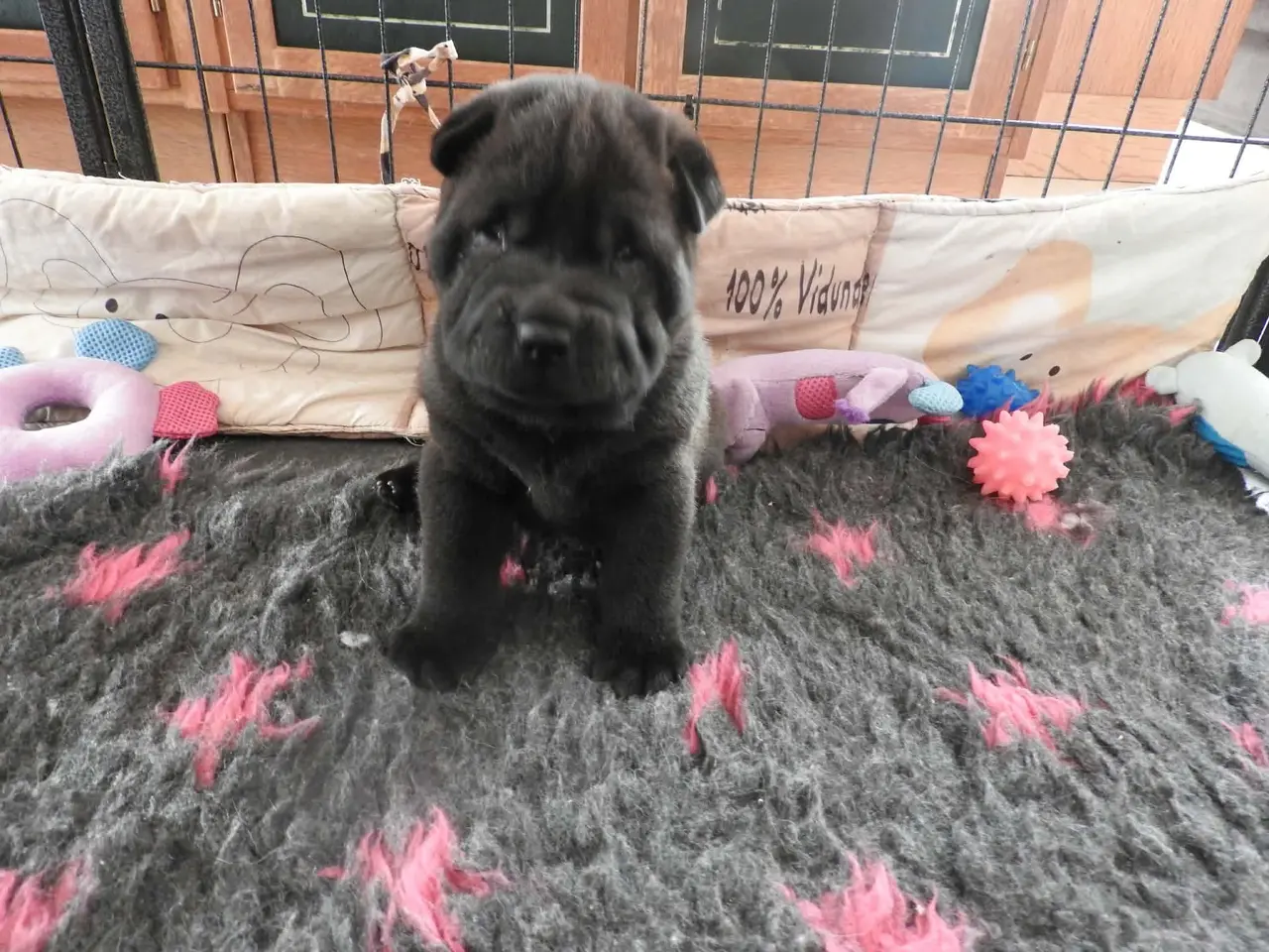 Billede 2 - Shar pei hvalp