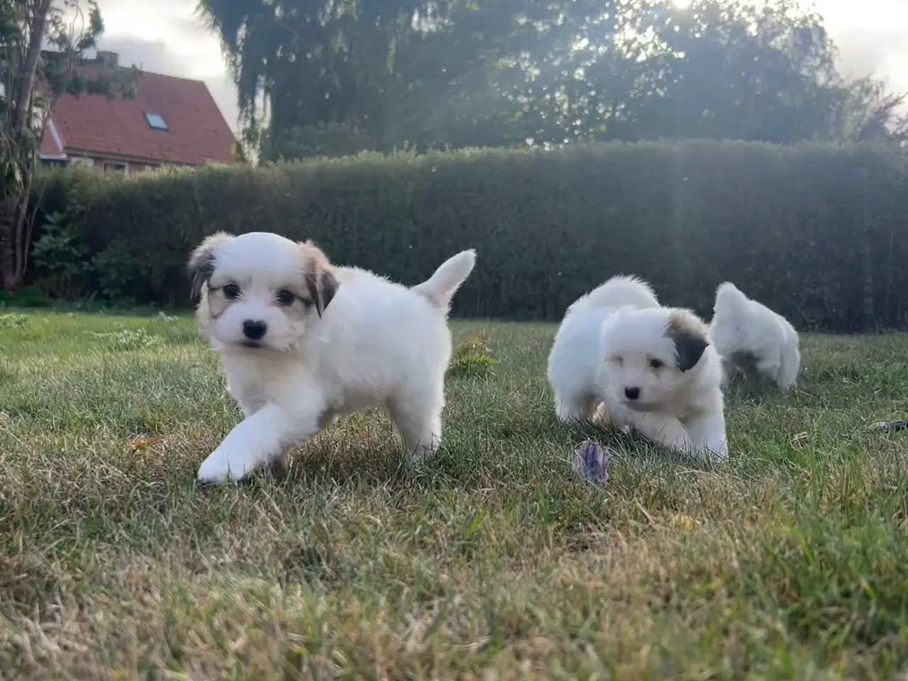 Billede 5 - Hundehvalpe 