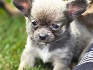 Chihuahua han hvalp 